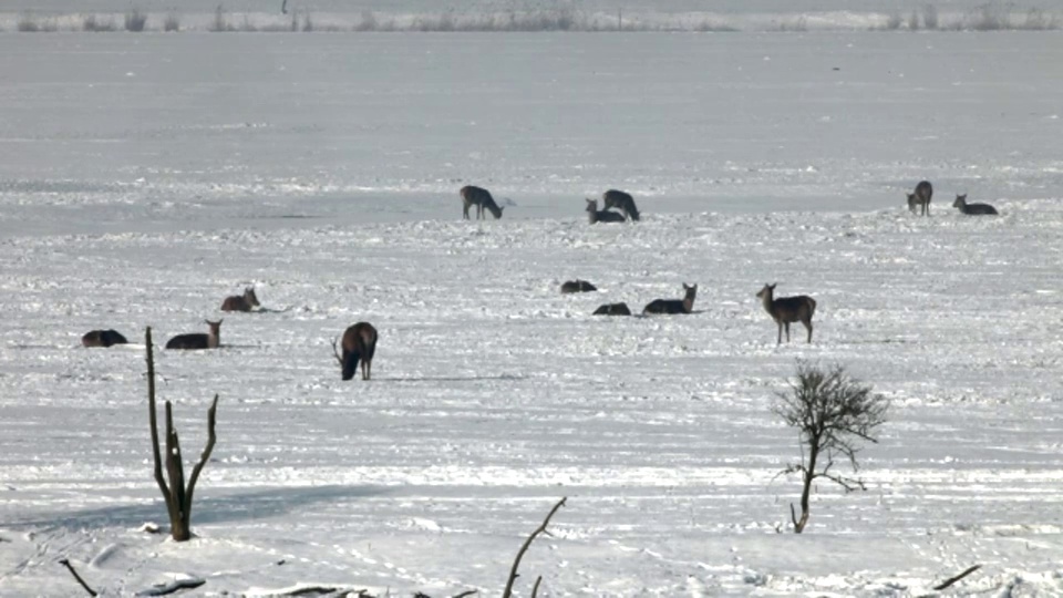 荷兰的Lelystad国家公园叫做Oostvaardersplassen。雪中的马鹿视频素材