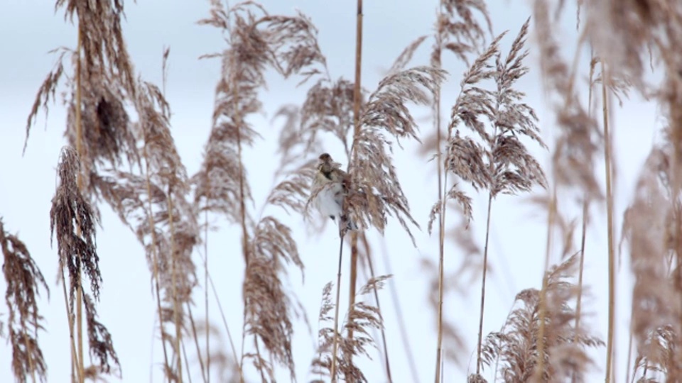 荷兰的Lelystad国家公园叫做Oostvaardersplassen。Reed Bunting (Emberiza schoeniclus)吃芦苇的种子视频素材