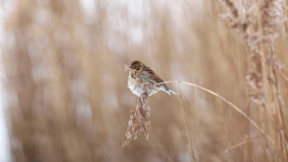 荷兰的Lelystad国家公园叫做Oostvaardersplassen。Reed Bunting (Emberiza schoeniclus)吃芦苇的种子视频素材