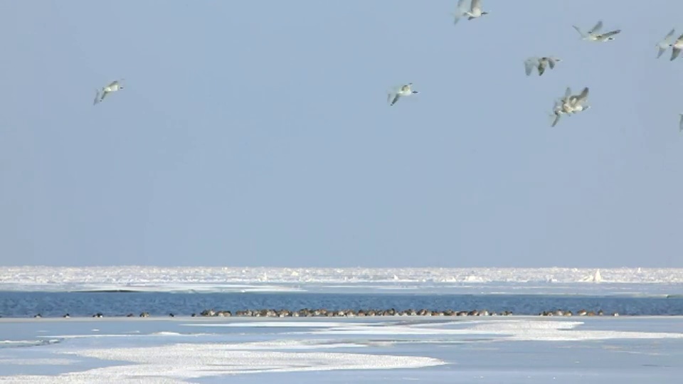 荷兰，马肯，部分结冰的湖，叫做IJsselmeer。黑雁(Branta leucopsis)飞过视频下载