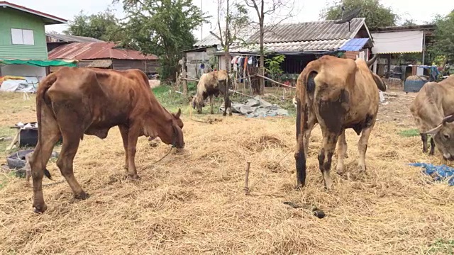 牛在农场视频下载