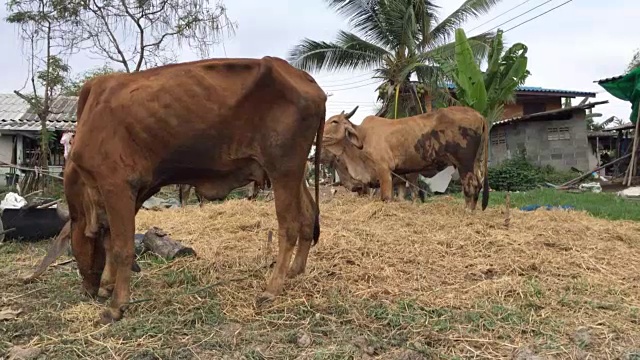 牛在农场视频下载