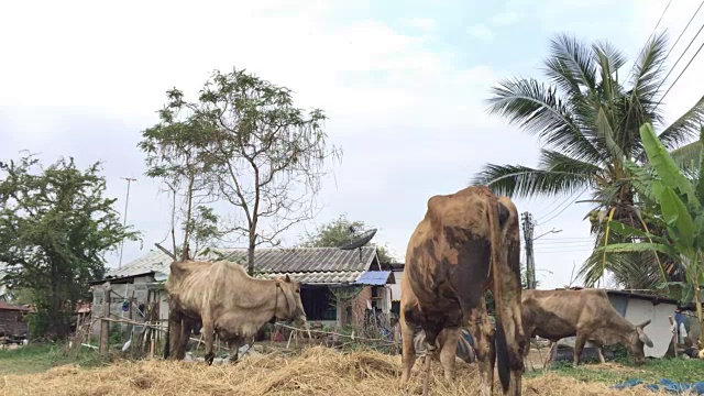 牛在农场视频下载