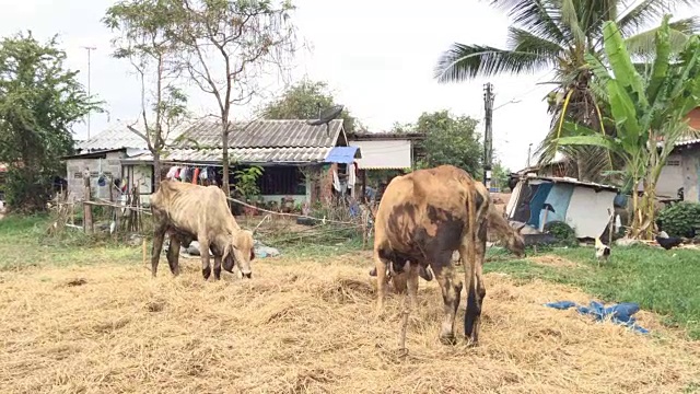 牛在农场视频下载