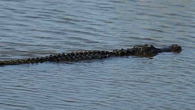 美国短吻鳄在佛罗里达湖中游泳视频下载