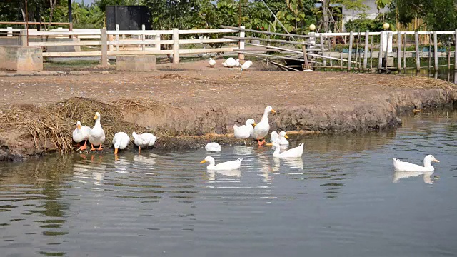 鸭视频素材