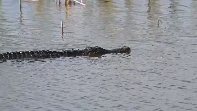 美国短吻鳄在佛罗里达湖中游泳视频下载