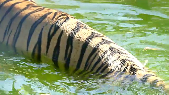 河里有野虎视频素材