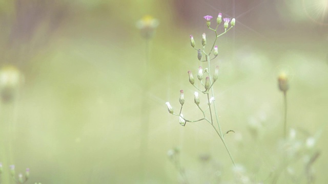 热带早晨的草花。视频素材