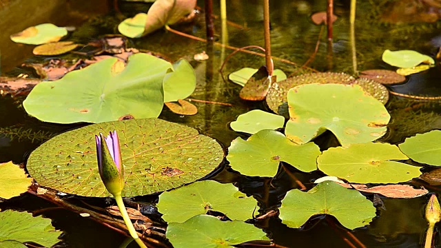 莲子百合的花视频素材