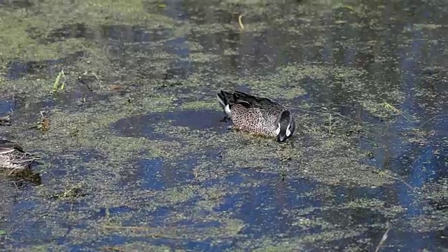 阿波卡湖水面上寻找食物的鸭子视频素材