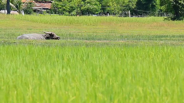 稻田里的水牛视频素材