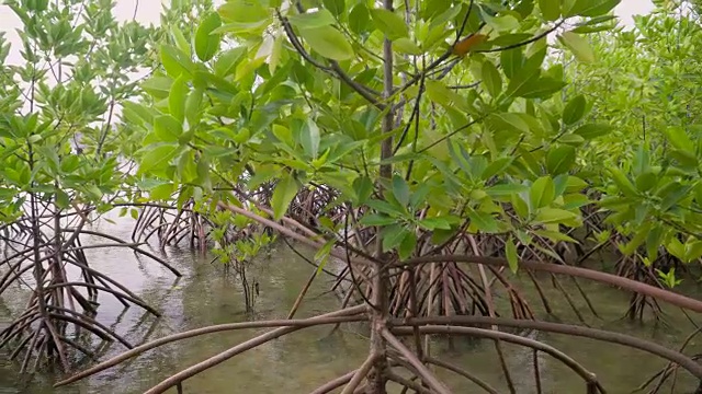 特写淘金:海滩上的红树林视频素材