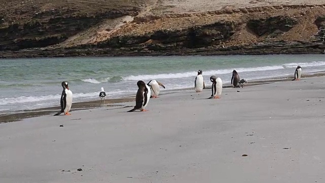 福克兰群岛，桑德斯岛，巴布亚企鹅，海带海鸥，海豚海鸥，麦哲伦海岸上的蛎鹬视频素材