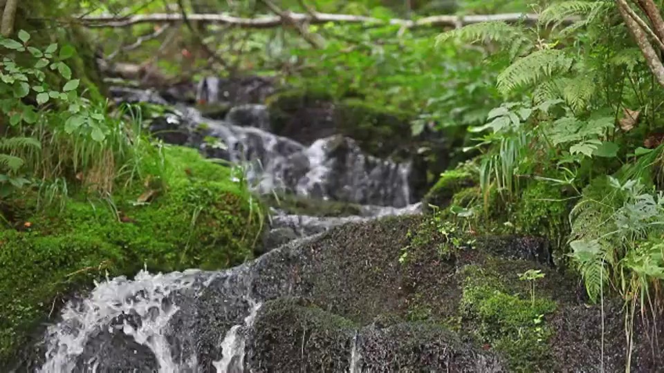 一条小溪流过植被。视频下载