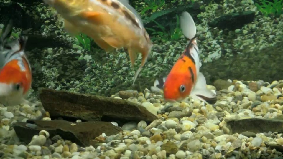 五颜六色的鱼在水族馆的底部觅食。视频下载