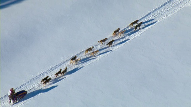 雪橇犬在育空探索竞赛中向山上拉雪橇。视频素材