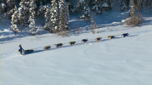 育空探索队的狗拉雪橇队在加拿大的野外上坡比赛。视频素材