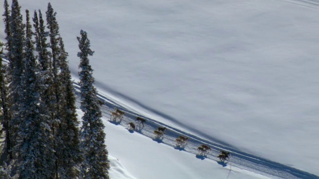 两支狗拉雪橇队在加拿大育空地区举行的狗拉雪橇比赛中穿越冬季景观。视频素材