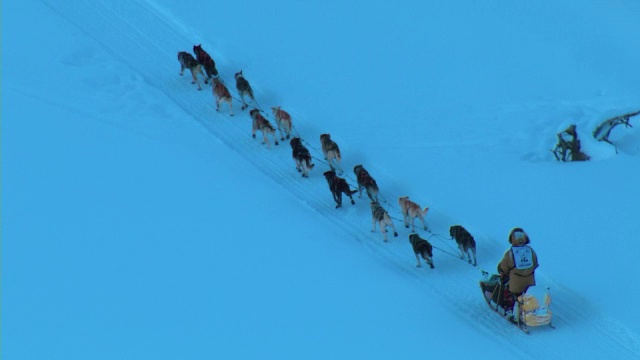 加拿大育空地区举行的狗拉雪橇比赛中，一队狗拉雪橇穿越冬季景观。视频素材