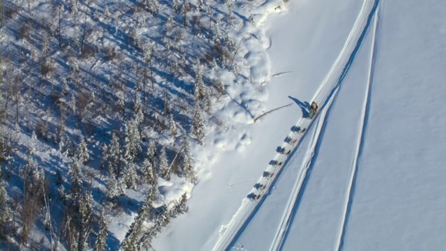 在加拿大的育空探险期间，一只狗拉雪橇队在一条冰冻的河流上比赛。视频素材