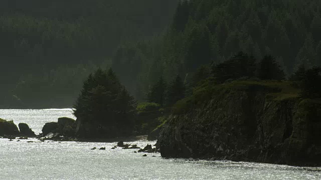 在阿拉斯加的海岸线上，鸟儿飞过波光粼粼的水域视频素材