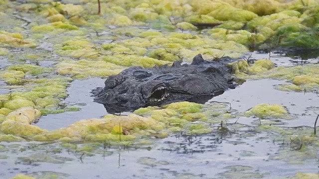 美国短吻鳄漂浮在佛罗里达的湖中视频素材