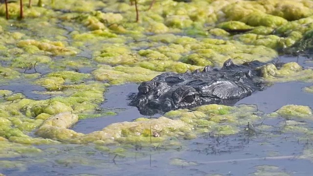 美国短吻鳄漂浮在佛罗里达的湖中视频素材