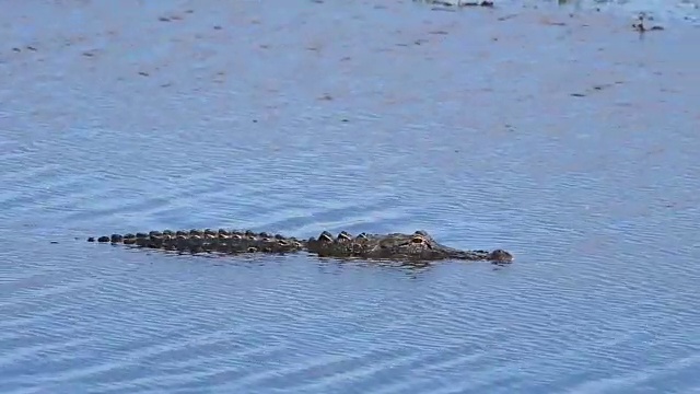 美国鳄鱼在湖里游泳视频素材