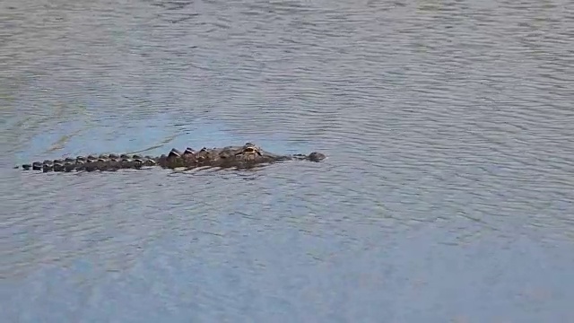 美国短吻鳄在佛罗里达湖中游泳视频素材