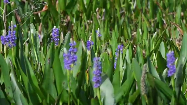 佛罗里达州阿波卡湖的沼泽花视频下载