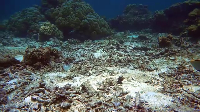 炎热的夏天珊瑚白化(刺胞动物门)(珊瑚虫)由于全球变暖造成的荒凉的环境破坏。泰国甲米安达曼海高Haa。视频素材