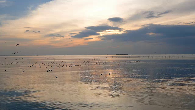 海鸥在日落的天空中飞翔视频素材