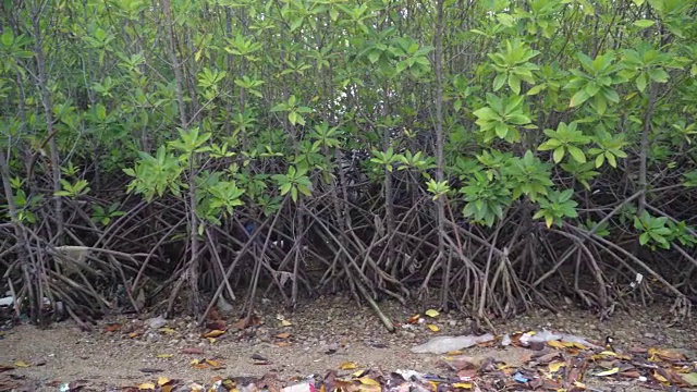 肮脏的海滩上浓密的红树根视频素材