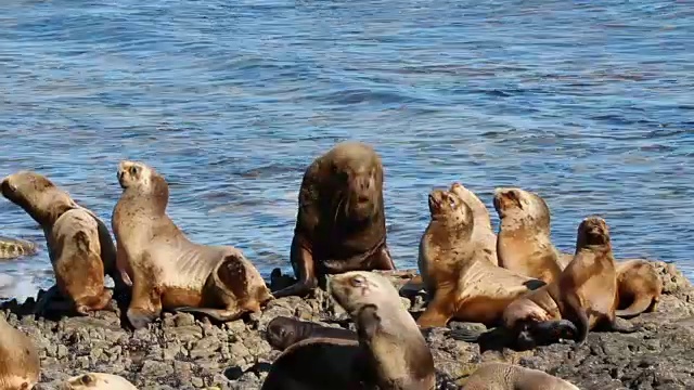 南海狮群视频素材