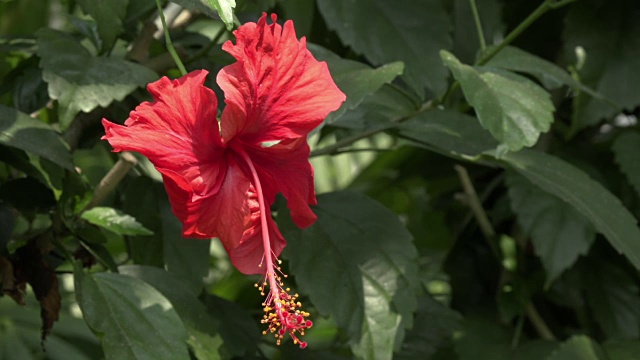 红色的芙蓉花视频素材