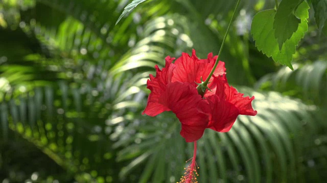 红色的芙蓉花视频素材