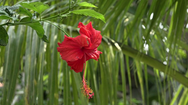 ZO /红色的芙蓉花视频素材