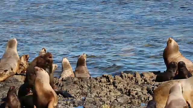 南海狮雄性、后宫和幼崽视频素材