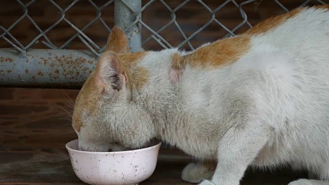 白色的黄猫在吃食物视频素材