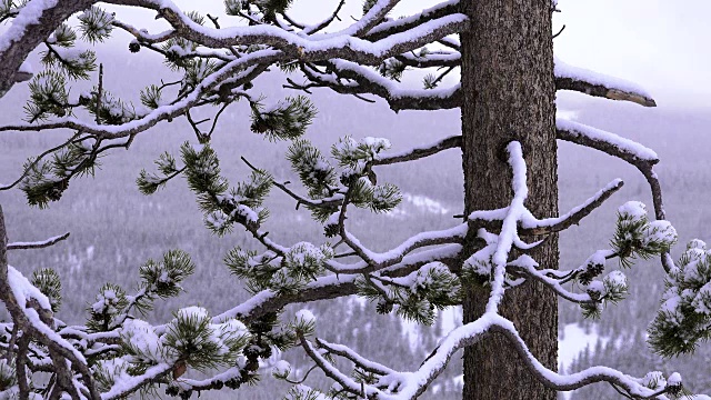 美国黄石国家公园的雪和冰的松树枝，冬天视频素材