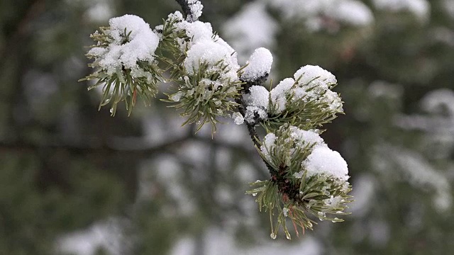 美国黄石国家公园的雪和冰的松树枝，冬天视频素材