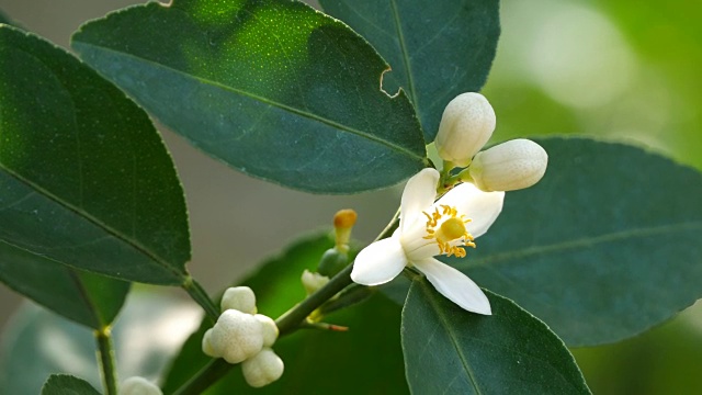 酸橙花视频素材