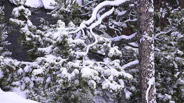 美国黄石国家公园的雪和冰的松树枝，冬天视频素材