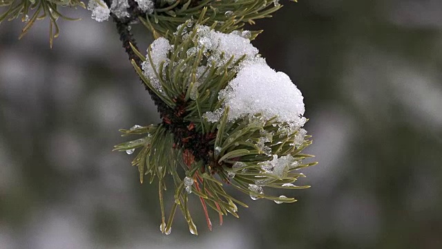 美国黄石国家公园的雪和冰的松树枝，冬天视频素材