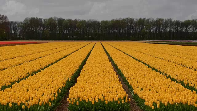 荷兰南荷兰的Lisse, Bollenstreek，春天五颜六色的郁金香田和变幻的云彩视频素材