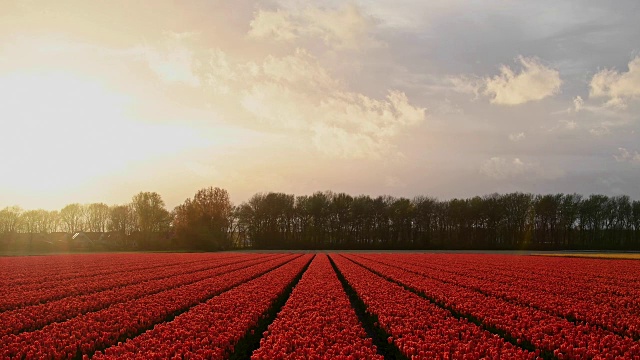 荷兰南荷兰，Lisse, Bollenstreek五颜六色的郁金香田视频素材