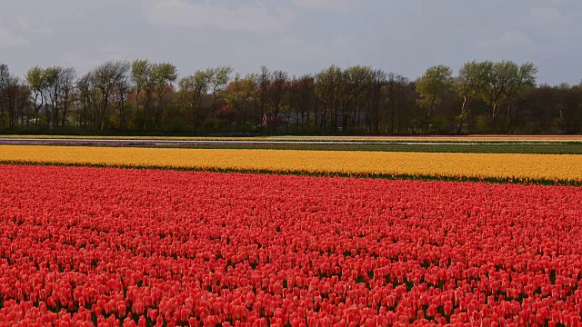 荷兰南荷兰，Lisse, Bollenstreek五颜六色的郁金香田视频素材