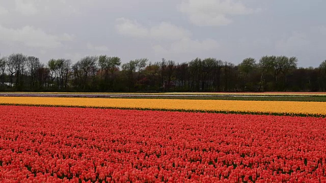 荷兰南荷兰，Lisse, Bollenstreek五颜六色的郁金香田视频素材