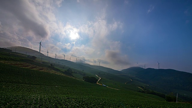 安bandeok(高海拔凉爽地区)村(韩国著名景点)种植的韩国大白菜视频素材